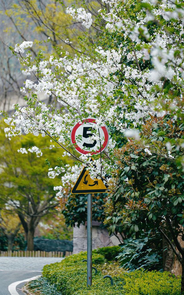 春光花事 栖山幽谷
