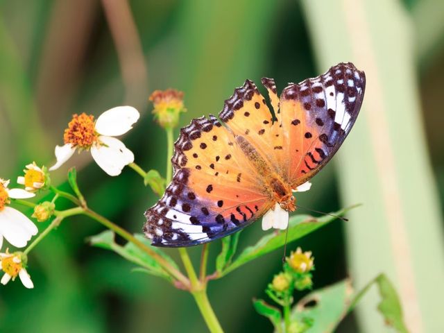 走進綠野仙蹤的陽明山國家公園