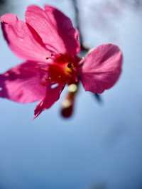廣州春季賞花攝影點合集（賞花踏青啦）