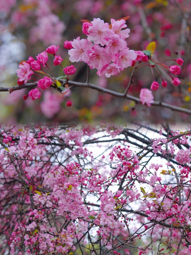 昆明庾園，我今年見過最震撼的海棠花