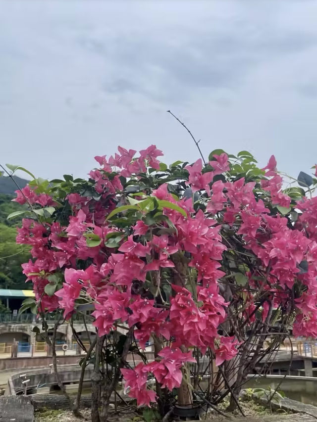 綠意與繁華交織：漫遊華僑城的詩意假期