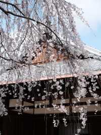 京都本滿寺嘅櫻花，美到心靈深處💕