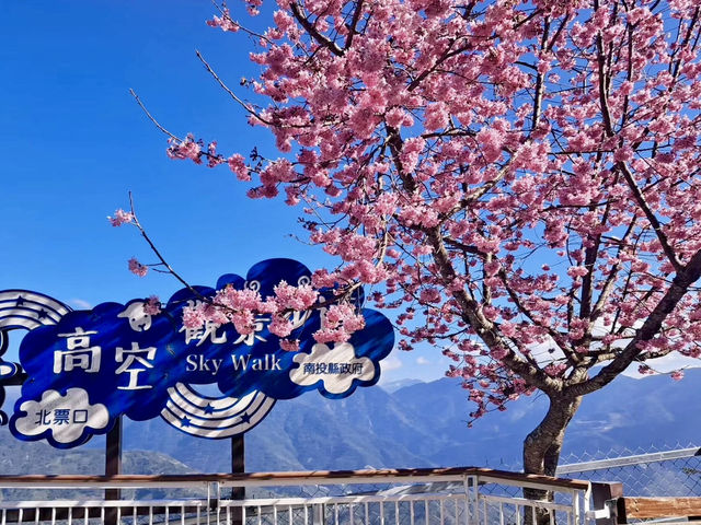 清境農場，雲端上的櫻花詩篇