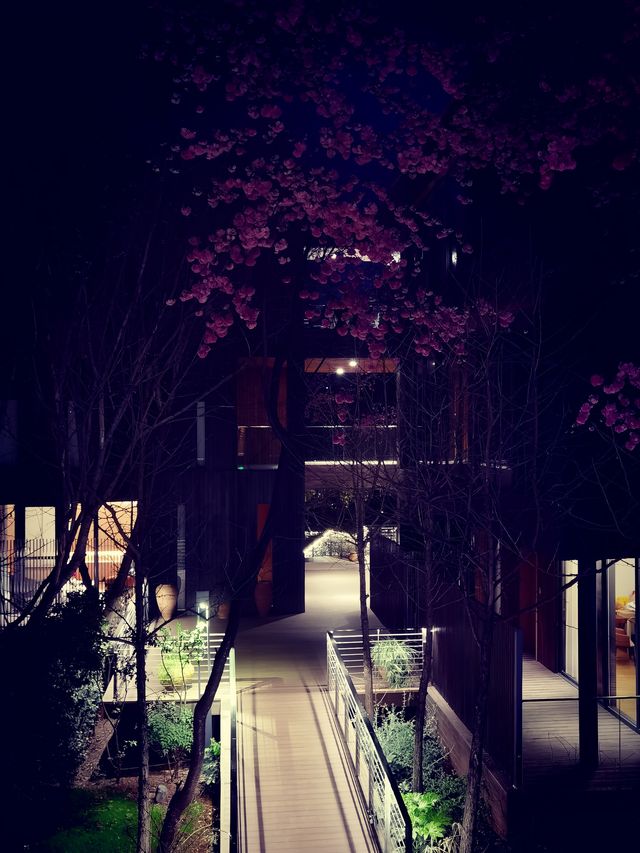 昆明賞櫻秘境！和念半山森林酒店，浪漫到窒息