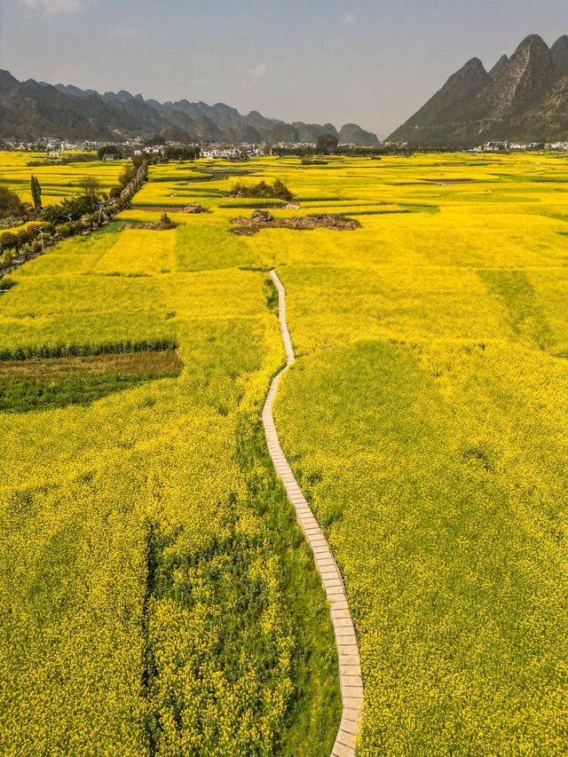 興義萬峰林油菜花不可錯過春日花海