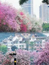 一夜紫荊花開決定了4月就去柳州