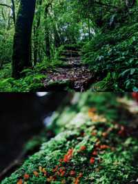 野性的溫柔，騰衝旅遊攻略