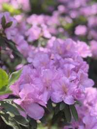 Spring Blossoms: Nature’s Gentle Magic