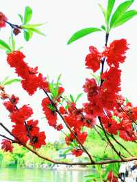 杭州春日漫遊：西湖與西溪的桃花之約