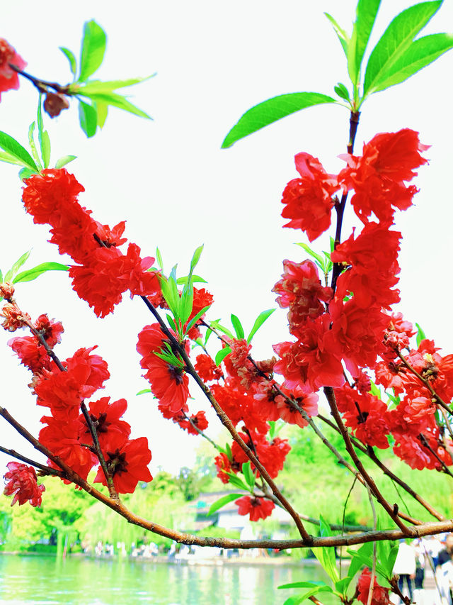 杭州春日漫遊：西湖與西溪的桃花之約
