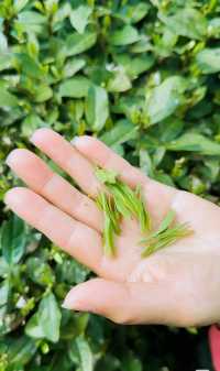 上春山，採春茶杭州採茶新體驗！