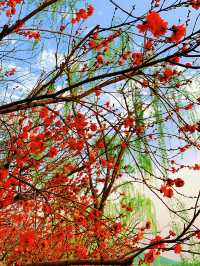 杭州春日漫遊：邂逅桃花與古韻