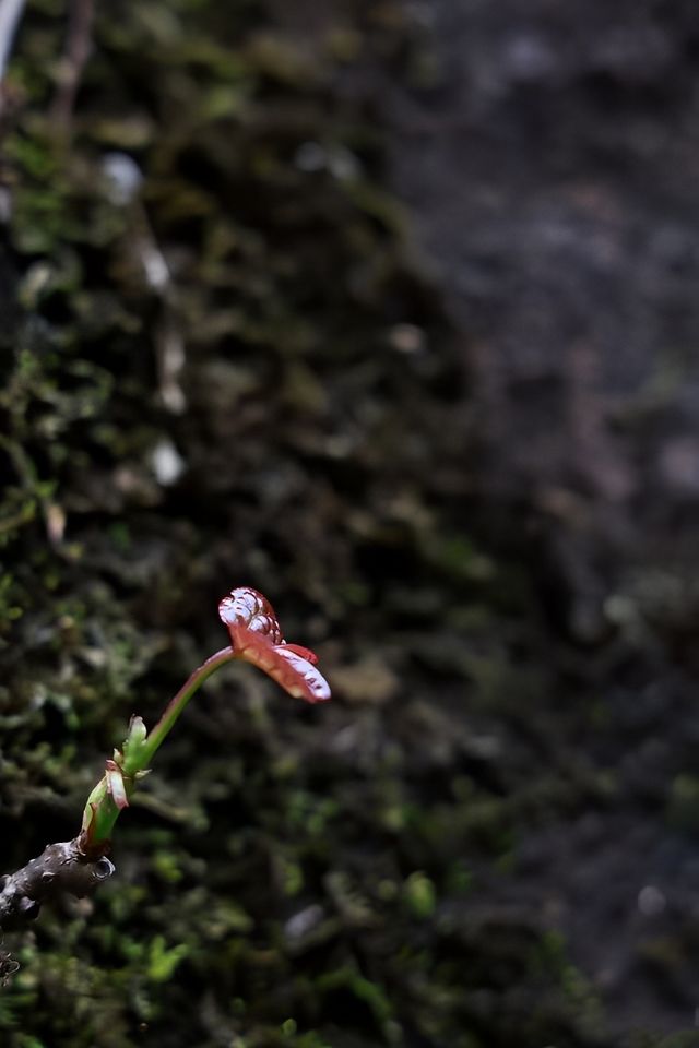 武夷山禪寺發呆實錄｜都市人的神仙充電站啊