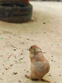 安吉嘉樂比萌寵樂園：超萌超可愛嘅毛茸茸小動物