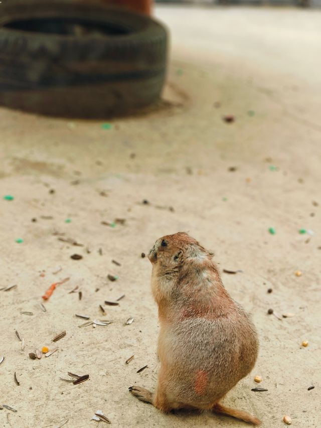 安吉嘉樂比萌寵樂園：超萌超可愛嘅毛茸茸小動物