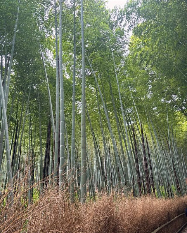 京都＆奈良精華一日遊，大阪跟團省心攻略