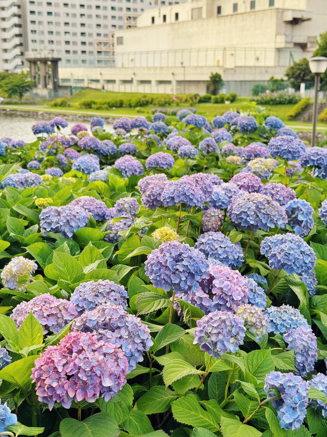 舊中川水邊公園 | 繡球花之約