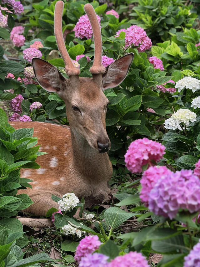 🌸孝泉延祚寺｜邂逅繡球花海與靈鹿的浪漫傳奇🌸