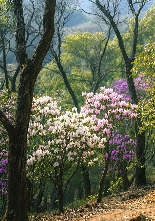 杜鵑花開時，我在阿納果等你！