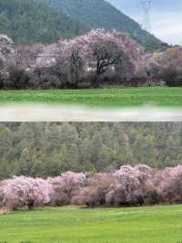 波密桃花溝：邂逅一場春日嘅粉色浪漫