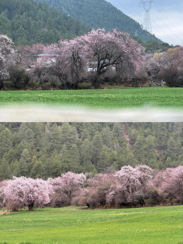波密桃花溝：邂逅一場春日嘅粉色浪漫