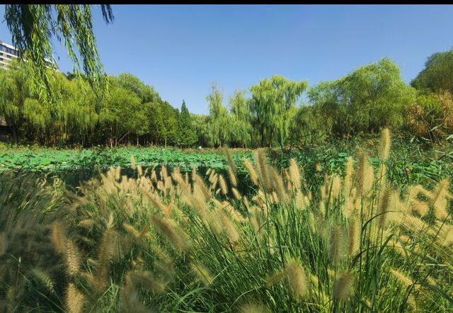 濟南森林公園 | 城市中的自然瑰寶