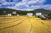 稻浪與雲野的私語丨治癒系民宿秘境
