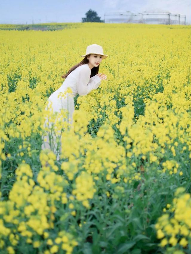 去門源油菜花海千祈唔好犯呢啲禁忌！否則後悔莫及