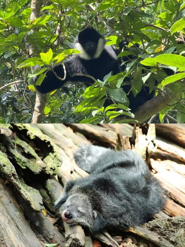 喺普洱玩嘅第三日，我哋去咗森林公園……