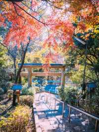 大阪秘境！池田五月山──都市綠洲中的櫻花隧道與茶香古道】**  