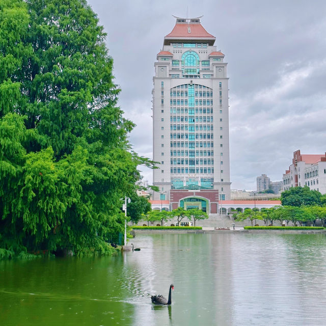 廈門大學|芙蓉湖拍黑天鵝,芙蓉隧道看塗鴉,上弦場打卡流星雨同款 廈門大學|芙蓉湖拍黑天鵝,芙蓉隧道看塗鴉,上弦場打卡流星雨同款