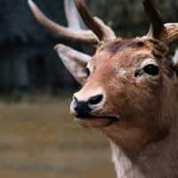 🦌 Helsinki Natural History Museum – Into the Finnish Forests