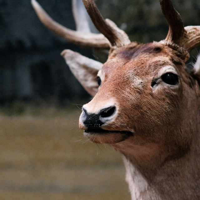 🦌 Helsinki Natural History Museum – Into the Finnish Forests