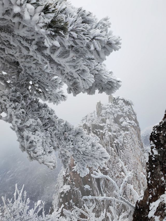 黃山冬日仙境！保姆級雪景攻略+冷門機位大公開 杭州出發2h直達！黃山雪景封神了家人們！ 