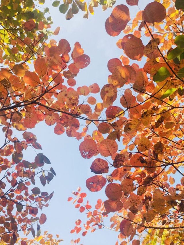 【濟南紅葉谷遊玩全攻略】一年僅此一季，邂逅泉城最美秋色！