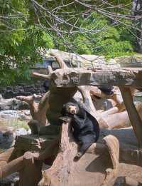 北京野生動物園超全攻略