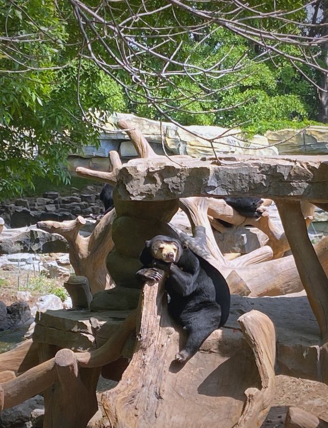 北京野生動物園超全攻略 北京野生動物園超全攻略