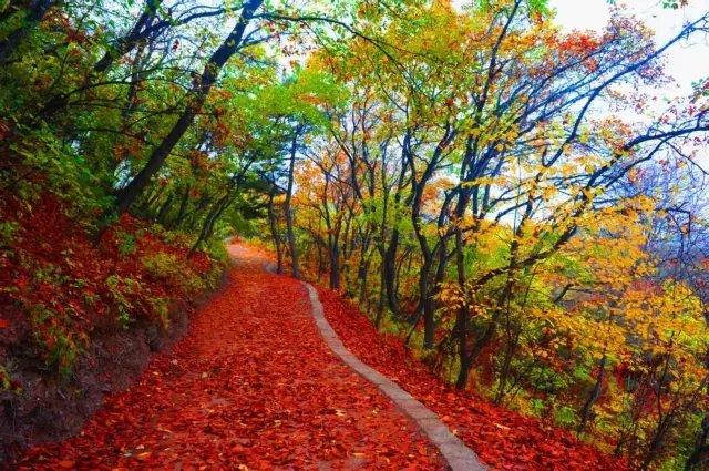 The Wulao Peak Red Leaf Festival Warmly Opens