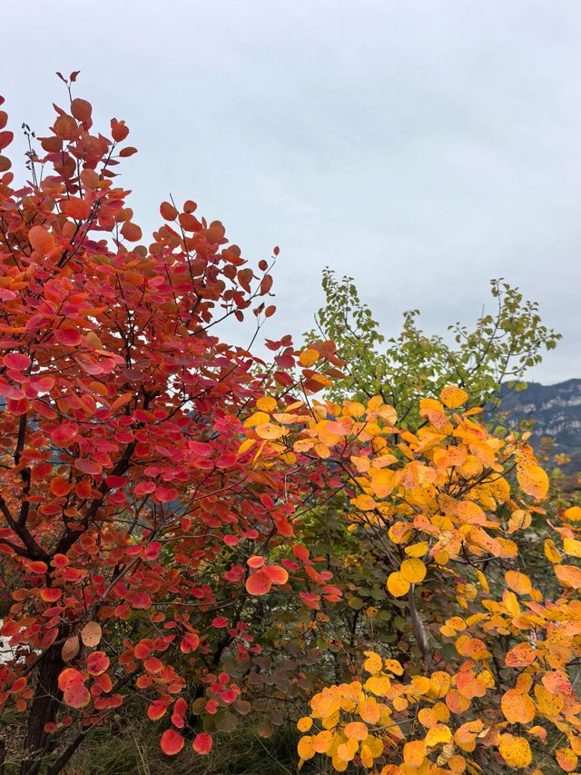 坡峰嶺的紅葉真的很美