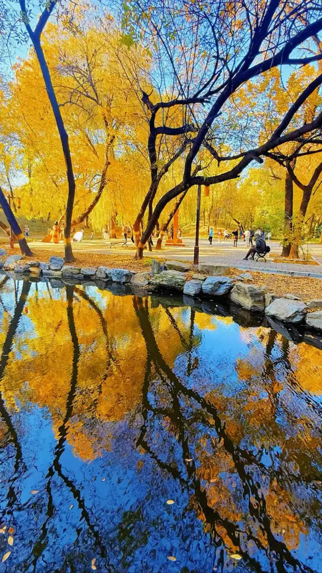 最新live圖，圓明園懶人賞秋攻略，不踩雷