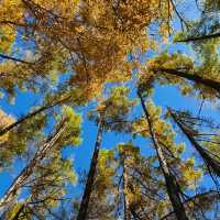 🇨🇳아얼샨, 자연의 아름다움과 불편한 현실 사이 🏔️