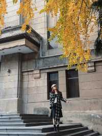 西安市區0元賞秋!索菲特銀杏大道地鐵直達的歐式浪漫