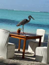 Wonderful Experience at Hyatt Regency Kamala Beach