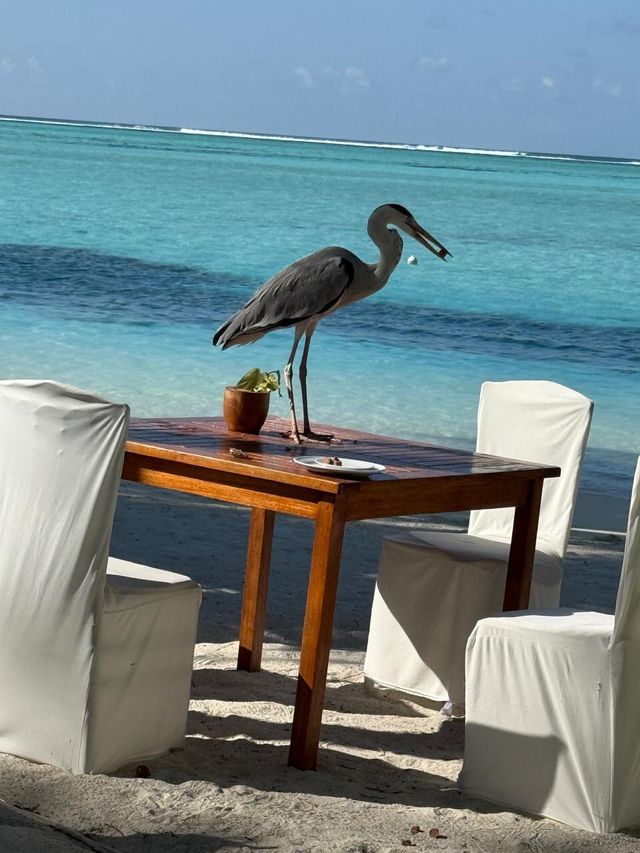 Wonderful Experience at Hyatt Regency Kamala Beach Wonderful Experience at Hyatt Regency Kamala Beach