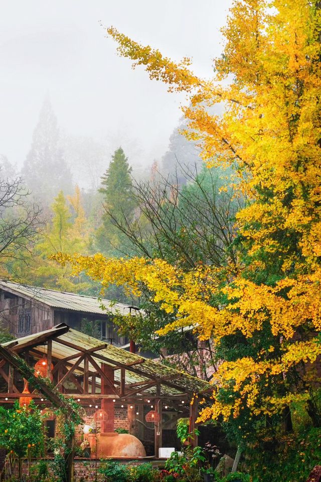 成都周邊必打卡絕美金黃銀杏林拍照攻略