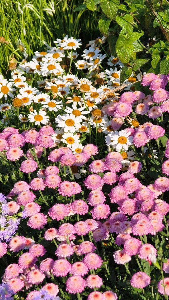 深圳冬日限定浪漫仙湖植物園花展也太出片了吧！