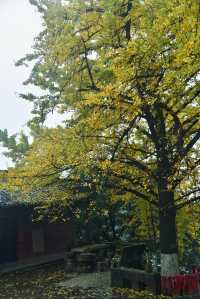 重慶璧山佛蔭寺｜銀杏金黃時的靜謐禪意