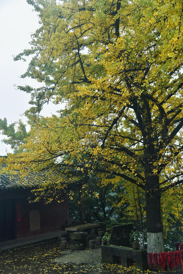重慶璧山佛蔭寺｜銀杏金黃時的靜謐禪意
