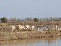 鹽城｜江蘇肯尼亞名不虛傳