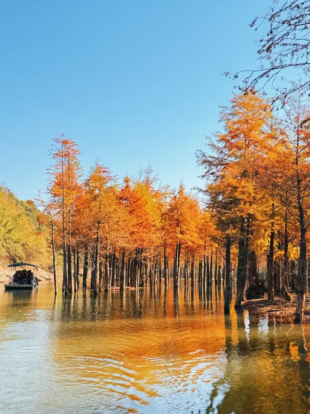 11.15皖南川藏線之落羽紅杉林 11.15皖南川藏線之落羽紅杉林